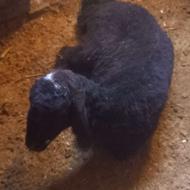 فروشی بره ماده