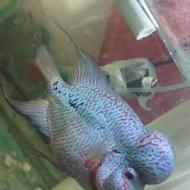 ماهی فلاور فول پرن و پترن