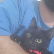 گربه پرشین چشم رنگی تک رنگ