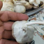 سیر محلی خشک