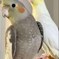 فروش جفت عروس هلندی سفید لوتینو مولد،روتخم