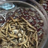 کرم سوپرورم