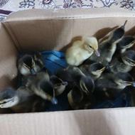 جوجه اردک(رشتی)