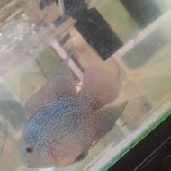 فلاورباکس کامفا وارداتی میکس تایسیلک کلیکسیونی