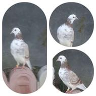 کفتر یا کبوتر