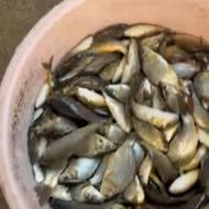 فروش بچه ماهی کپور .سفید.امور