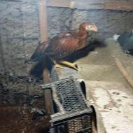 یک عدد جوجه لاری خروس 4 ماهه تخفیف هم