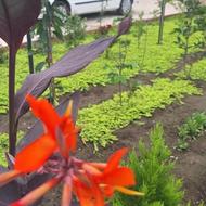 باریستا تمام وقت ترجیحا خانوم