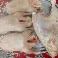 فروش کشتار روز غاز و بوقلمون