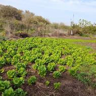 فروش کاهو محلی