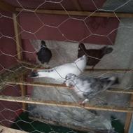 دو جفت کبوتر پرشی