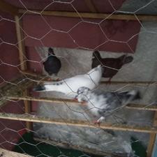 دو جفت کبوتر پرشی