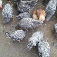 مرغ‌آمروک‌