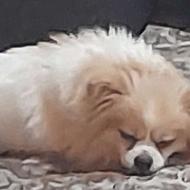 پلمرماده بالغ سفید ملوس واگذاری