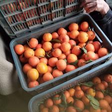 نارنگی پیج درجه یک تازه چین آبدار عالی