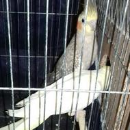 دو جفت عروس هلندی