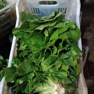 تربچه عمده دسته 10تومن و کاهو