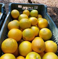 پرتقال . نایلون پیچ . آب درمانی .