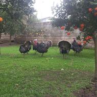 بوقلمون محلی اورگانیک