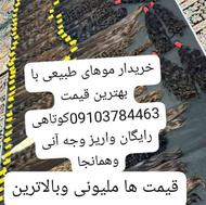 خریدار مو های طبیعی با بالاترین قیمت واریز وجه آنی