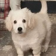 واگذاری توله سگ گلدن فلت کامل واکسنسیون شده