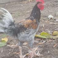 خروس جوان 10 ماهه