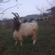 تعداد دو عدد بز کل و ماده سالم سرحال