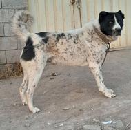 2 قلاده قدرجونی نر .برادرهستن .گوسفندی و آدمگیر .دوساله.