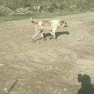 سگ گم‌شده خواهشن کسی دید خبر بده