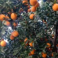 فروش پرتقال تامسون
