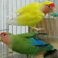 طوطی برزیلی گمشده