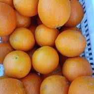 فروش پرتقال تامسون