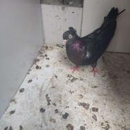 کبوتر سیاه نر