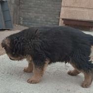 سه عدد توله ژرمن ورک 45 روزه