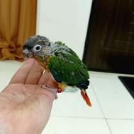 طوطی گرینچیک حلقه پا رام و دستی