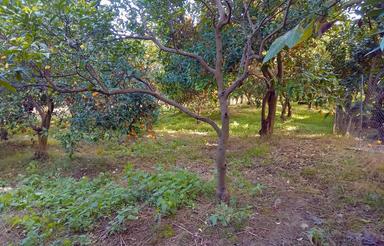 فروش 960 متر زمین بر خیابان