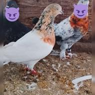 دوتا کبوتر نر