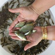 فروش انواع بچه ماهی گرم