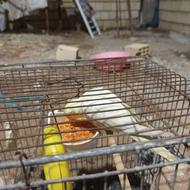 یک عدد عروس هلندی ماد دستی با تمام وسایل ها