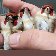 باسلام سهره قناری