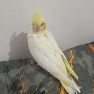 عروس هلندی سرلاکی لوتینو چشم شرابی در نقده