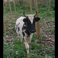 گاو قیمت 100 میلیون