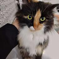 گربه کوالیکو