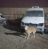 توله سگ دورگه سرابی واگذاری