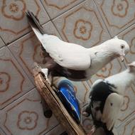 ی جفت نروماده دمبی درجه یک