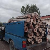 خریدار چوب باغی