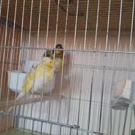 قناری آجی آنتیک درشت