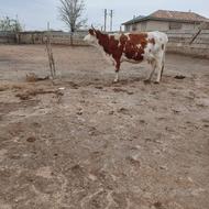 گاو سیمینتال