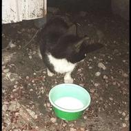 واگذاری گربه DSH