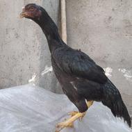 دوتا مرغ لاری